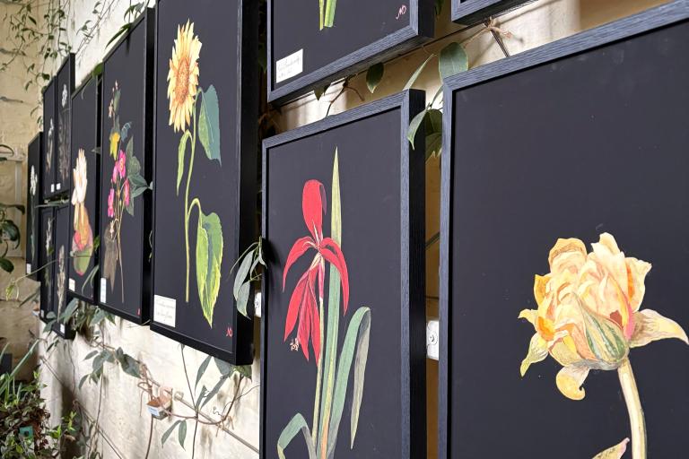 Prints of work by Mary Delany