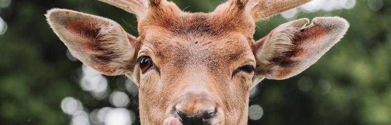A winking deer