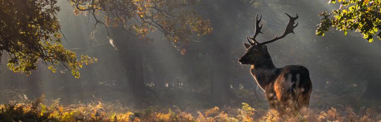 A deer standing in dappled light in a forest