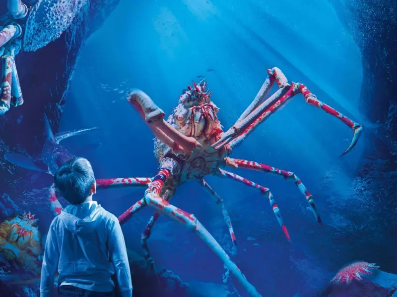 Giant crab at SEA LIFE Manchester