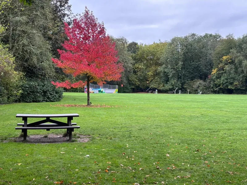 A park with a tree with red leaves