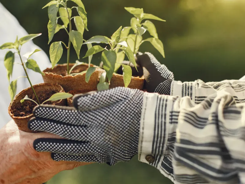 Two people holding small plant pots wearing gardening gloves
