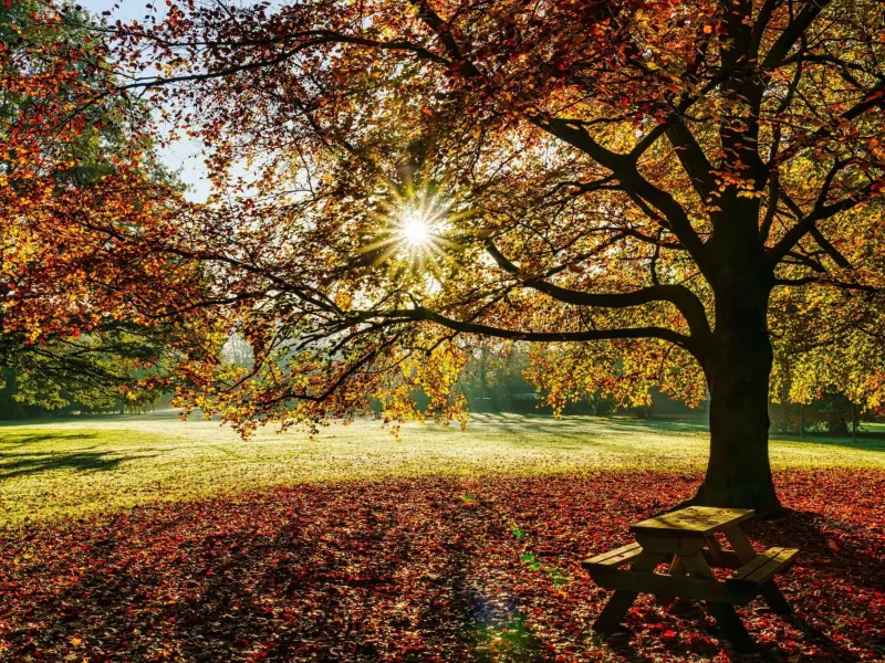 Autumn sun through the leaves of a tree, with a picnic bench beneath