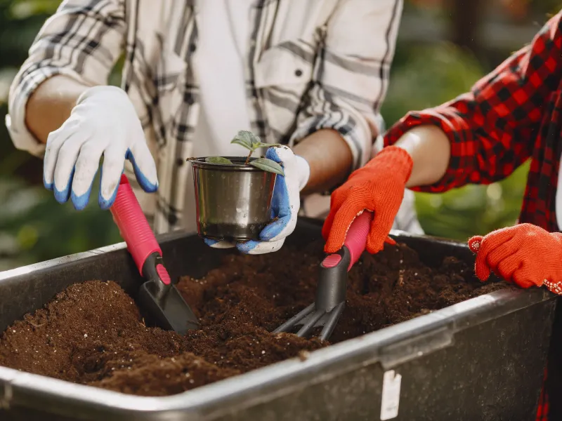 Two people wearing gloves and using gardening tools in a tub of soil