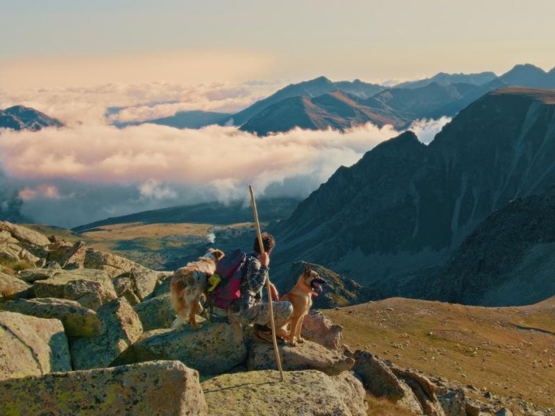 A person with two dogs overlooking a valley from a mountain