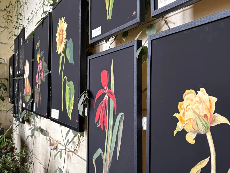 Prints of work by Mary Delany