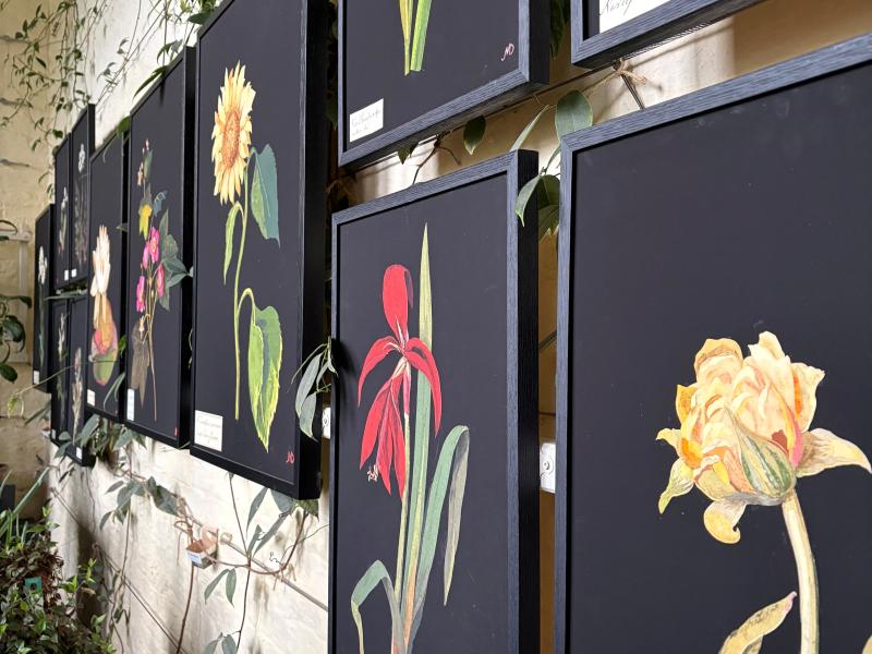 Prints of work by Mary Delany