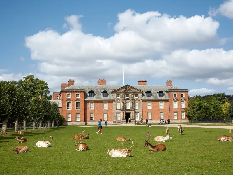 Deer resting on the lawn at Dunham Massey, Cheshire