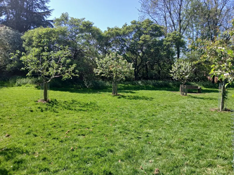 An orchard in a park